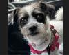 TILLEY
      ON
      PAWTROL:
      Therapy
      dog
      a
      Variety
      Village
      celeb