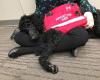 N.B.'s
      1st
      court
      service
      dog
      retires,
      'left
      a
      paw
      print
      on
      all
      our
      hearts'