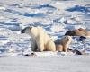 Manitoba
      judge
      orders
      NDP
      government
      to
      reconsider
      polar
      bear
      viewing
      permits
      for
      Churchill
      ecotourism
      company