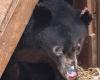 Valkyrie,
      the
      black
      bear
      cub
      found
      with
      severe
      burns
      in
      December,
      is
      recovering
      well