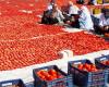 تصدير
      الغذاء
      في
      مصر...
      خلاف
      مستمر
      بين
      توفير
      الدولار
      وكبح
      الغلاء