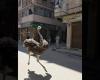 فيديو طريف لنعامة تركض هربًا من صاحبها بأحد شوارع مصر يحصد تفاعلاً واسعًا